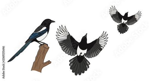 Photos Eurasian magpie illustration set showing bird perched on branch and flying with open wings
