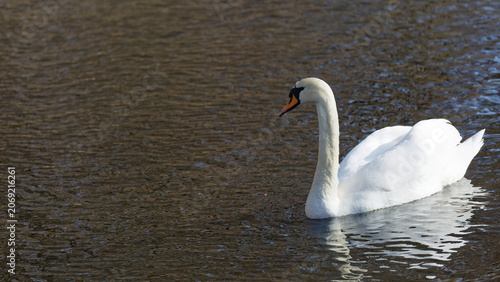 Obraz na płótnie White mute swan swimming on dark water