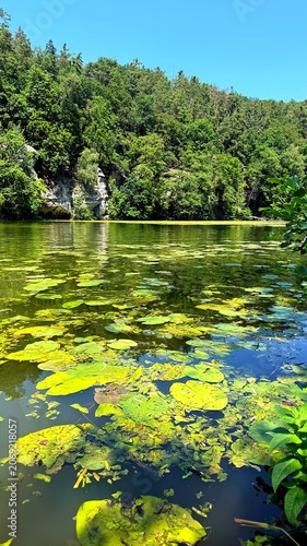 Foto Yellow Water Lilies Covering Lake Harasov in Bohemia, Czech Republic