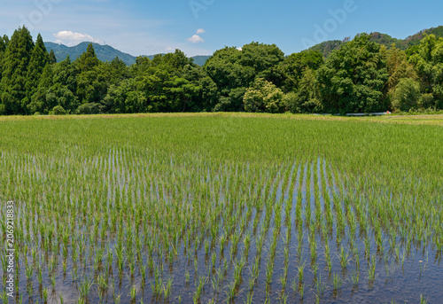 Konstfotografi 日本の田園に広がる青々とした水田