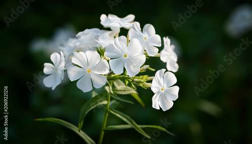 White Phlox Flowers On A Dark Green Background