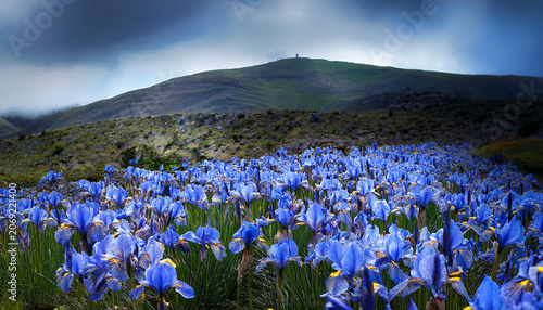 Blue Iris Flower