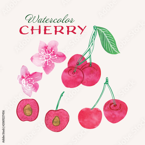 Cherry fruit and cherry blossoms watercolor illustration set. Painterly watercolor texture and ink drawing elements. Hand drawn and hand painted. Vector