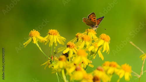 Foto Small copper butterfly resting on yellow ragwort flowers