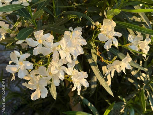 Canvas Print White flowers oleander nerium bush.