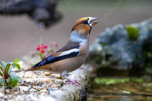 Foto Kernbeißer (Coccothraustes coccothraustes)