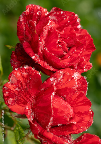Vibrant red rose petals glisten with dewdrops