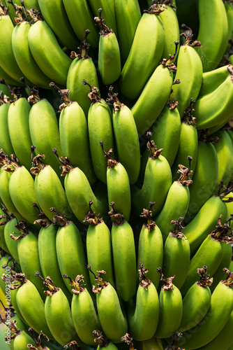Fresh green bananas in a dense, unripe cluster