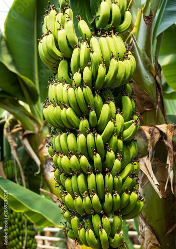 Green bananas grow in dense cluster on plant