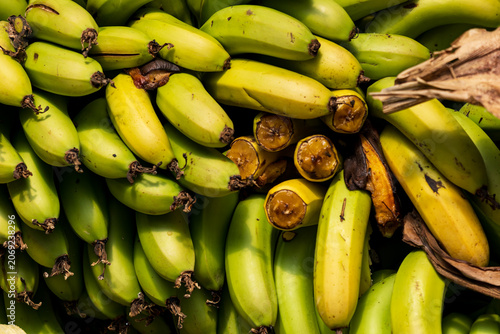 Fresh green bananas in a bunch, some yellowing
