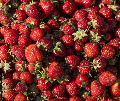 Fresh strawberries pile close-up, vibrant red, green stems intact