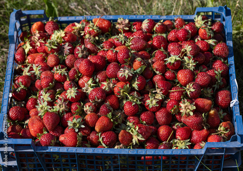 Fresh strawberries fill a blue plastic crate