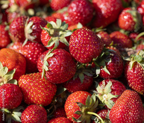 Fresh strawberries with green tops and red skin