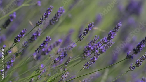 Lavanda in fiore