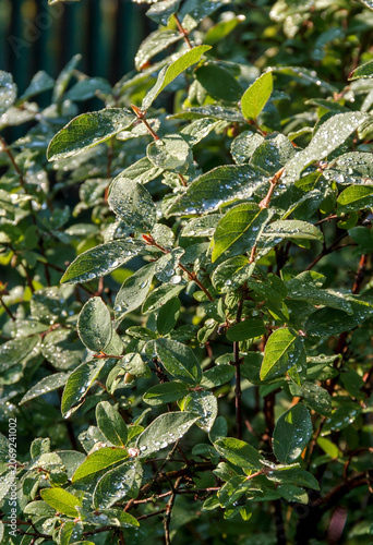Fresh Green Leaves with Dew Drops in Morning Light