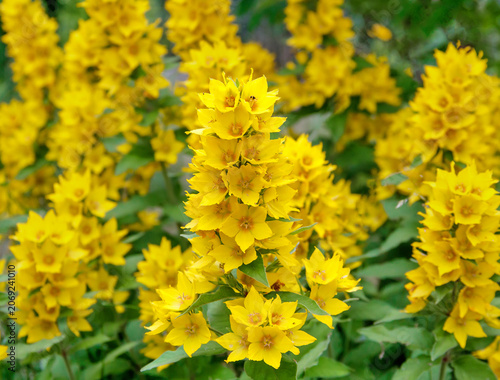 Beautiful yellow dotted loosestrife blossoms with green leaves