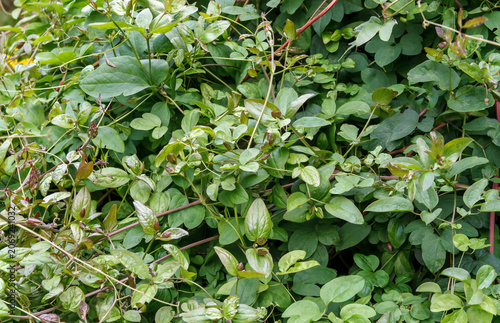 Lush green clematis vine leaves pattern background