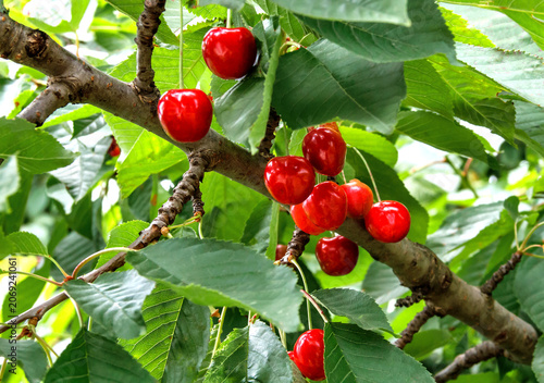 Ripe red cherries growing on a tree branch with green leave