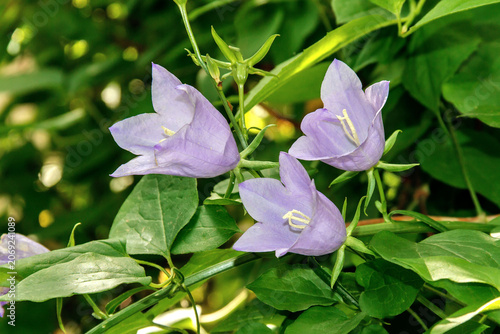 Purple Bellflower Blossoms Blooming Among Green Leaves