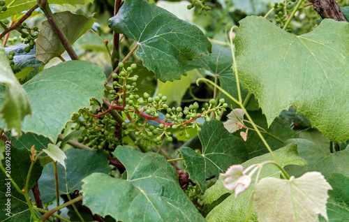 Unripe Green Grape Clusters on Vine Surrounded by Lush Leaves