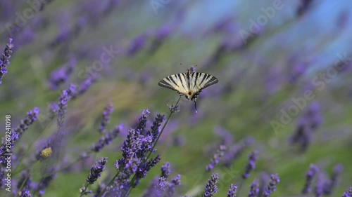 Lavanda in fiore