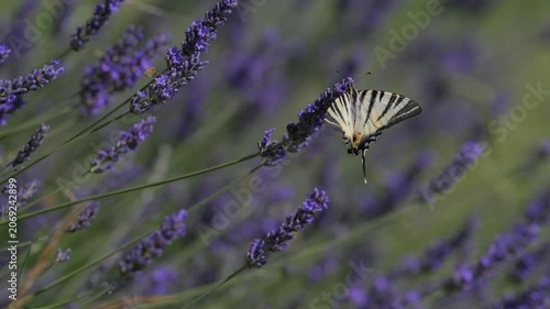 Lavanda in fiore
