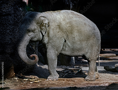 Photos Young asian elephant at the rock. Latin name - Elephas maximus