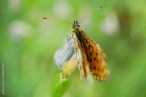 Billede på lærred Dorsal ventral view of a rare Boloria selene small pearl bordered fritillary, be