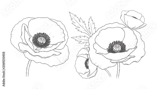 Delicate line of blooming poppies with centers and leaves poppy flower botanical
