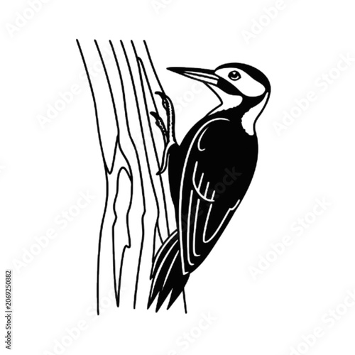 vector illustration of a bird