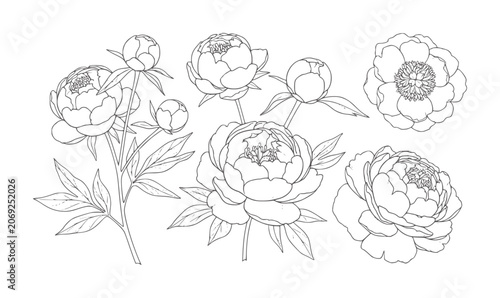 Delicate line peonies and buds white peony flower floral bloom