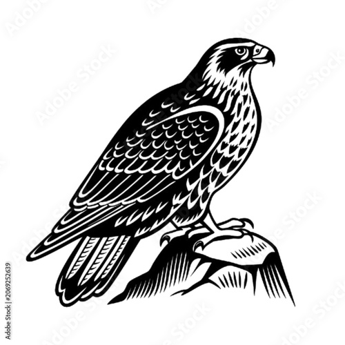 eagle on a white background