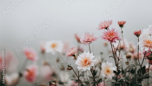 Delicate Field of Pink and White Chrysanthemums Blooming in Soft Natural Light with Green Leaves and a Hazy Background