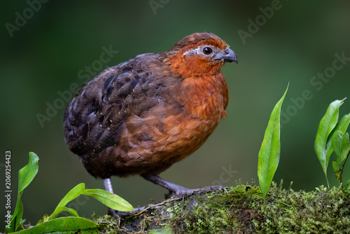 Chestnut Wood-Quail Standing on Mossy Log in Cloud Forest