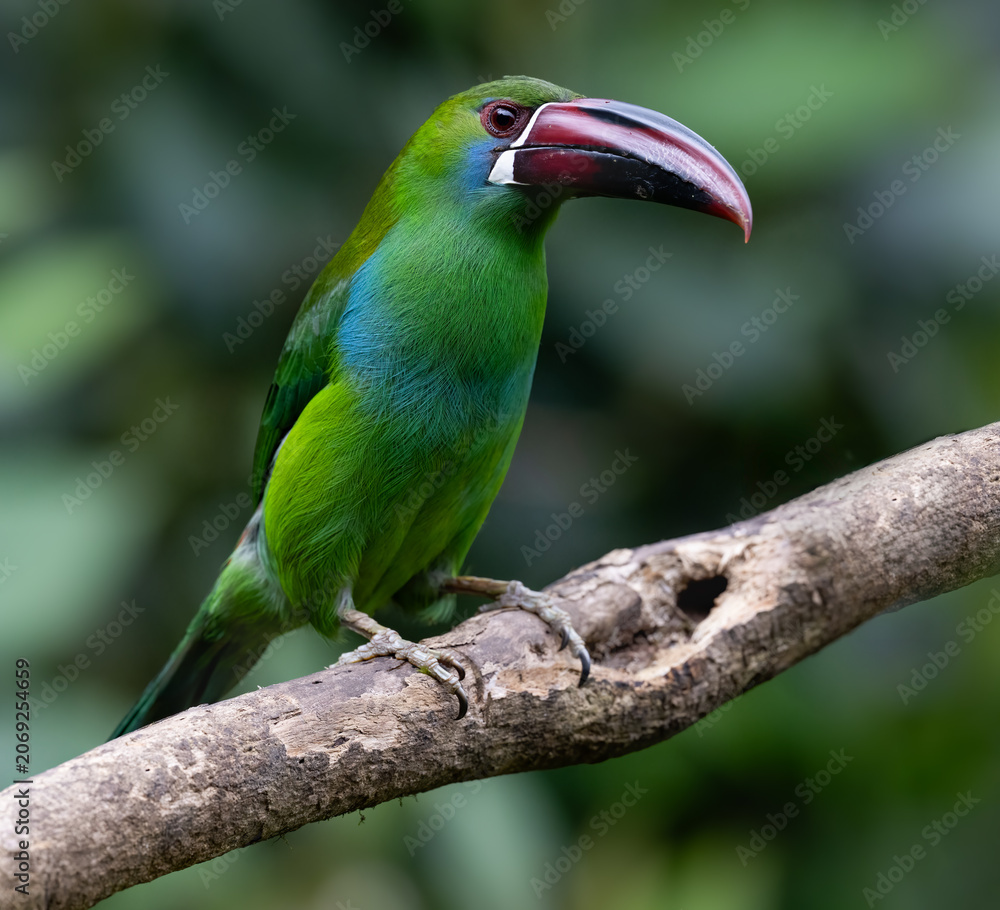 Obraz premium Crimson-rumped Toucanet Perched on Branch in Cloud Forest