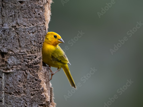 Male Saffron Finch Perching on Tree Trunk in Nature