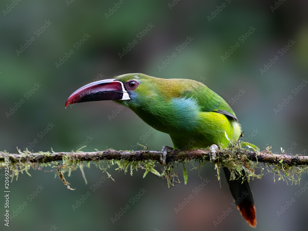 Obraz premium Crimson-rumped Toucanet Perched on Mossy Branch in Cloud Forest