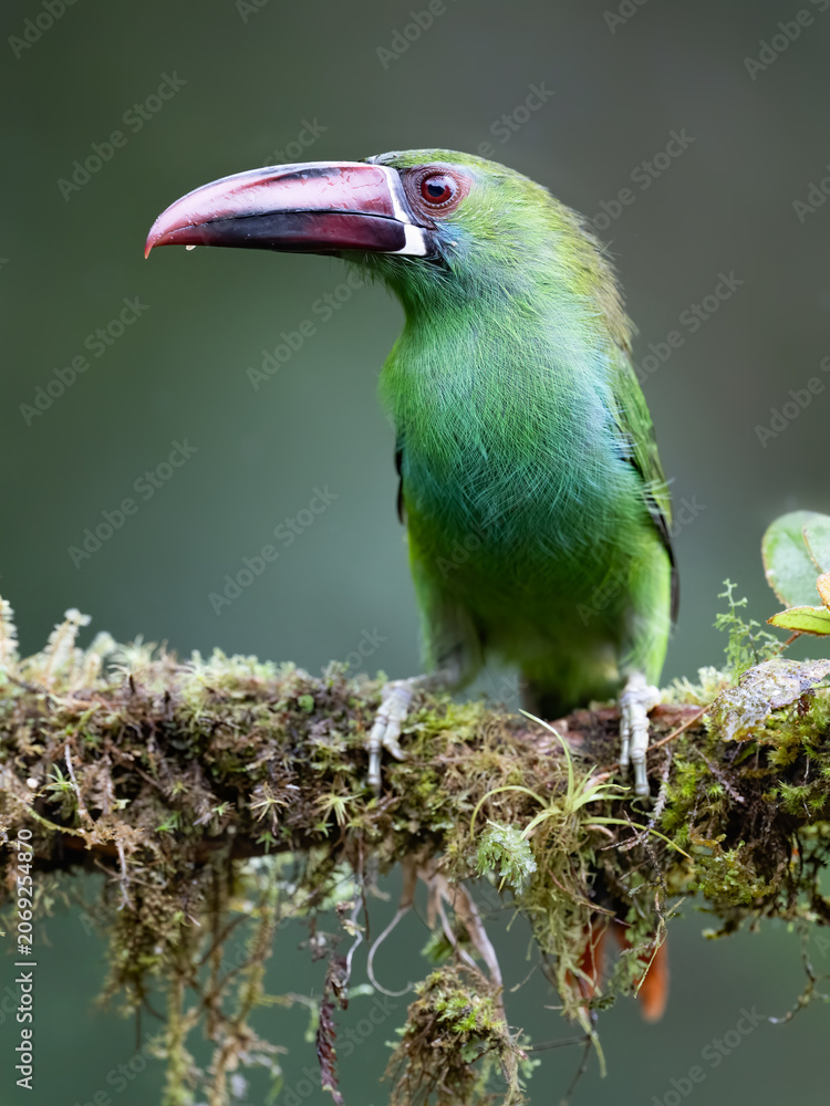 Naklejka premium Crimson-rumped Toucanet Perched on Mossy Branch in Cloud Forest