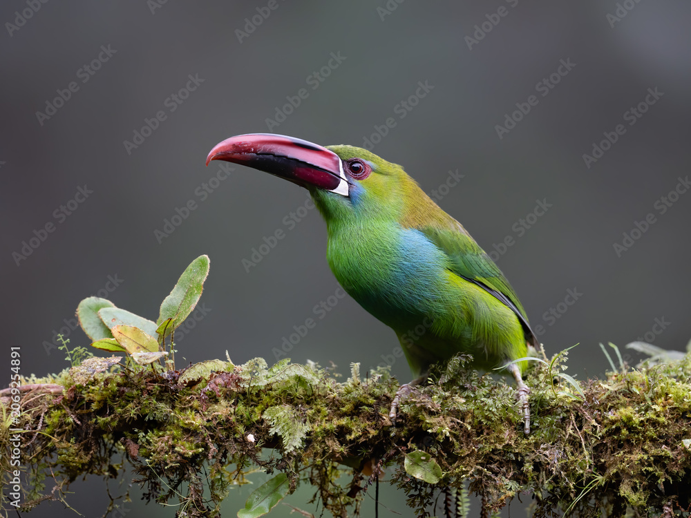 Fototapeta premium Crimson-rumped Toucanet Perched on Mossy Branch in Cloud Forest