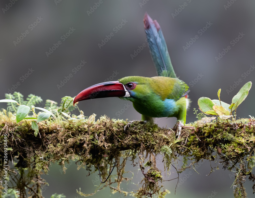 Fototapeta premium Crimson-rumped Toucanet Perched on Mossy Branch in Cloud Forest