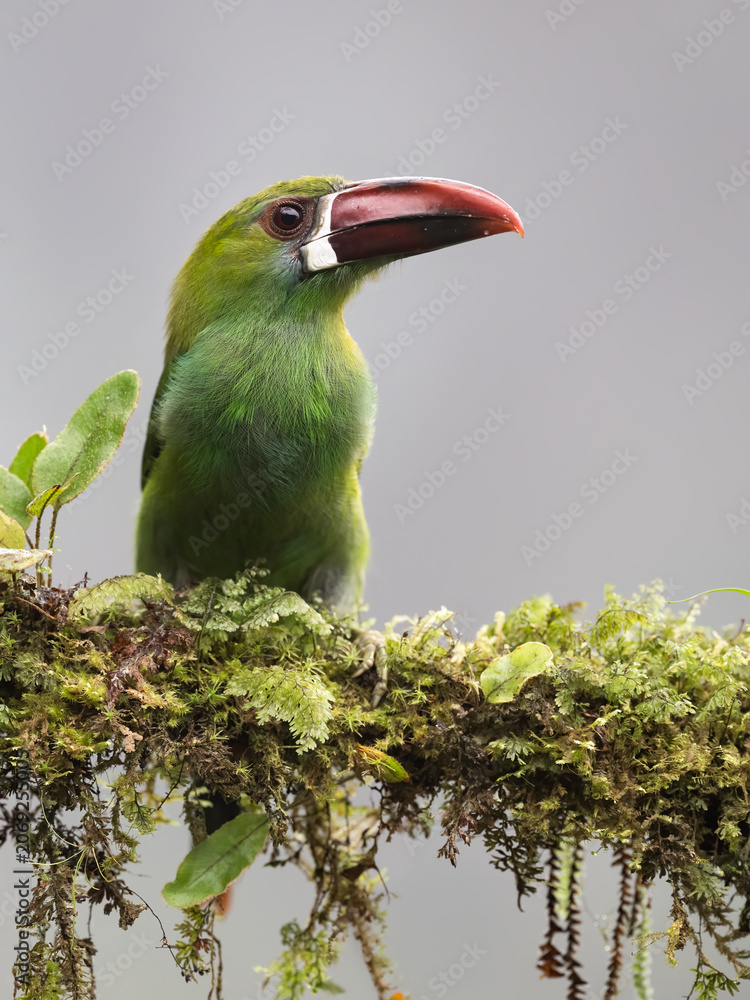 Obraz premium Crimson-rumped Toucanet Perched on Mossy Branch in Cloud Forest