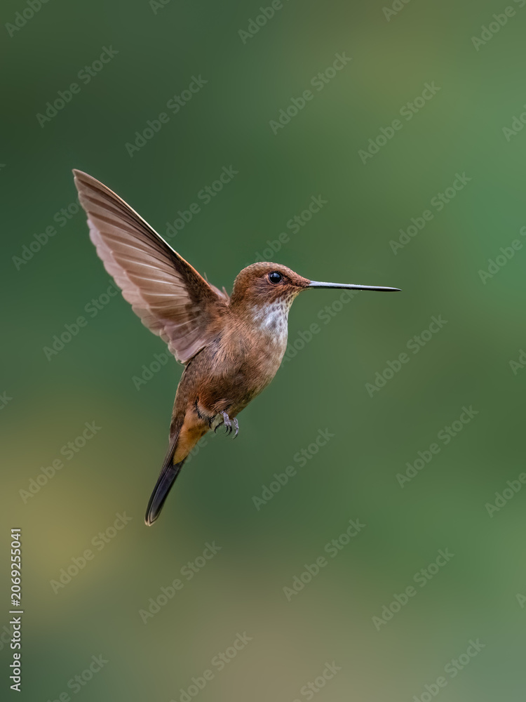 Obraz premium Fawn-breasted Brilliant Hummingbird Hovering In Flight Against Green Background