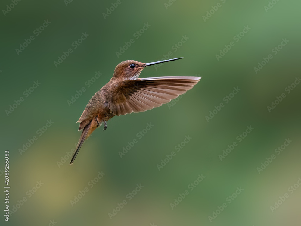 Obraz premium Fawn-breasted Brilliant Hummingbird Hovering In Flight Against Green Background