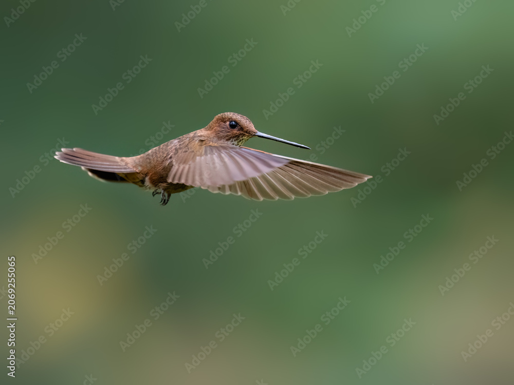 Obraz premium Fawn-breasted Brilliant Hummingbird Hovering In Flight Against Green Background