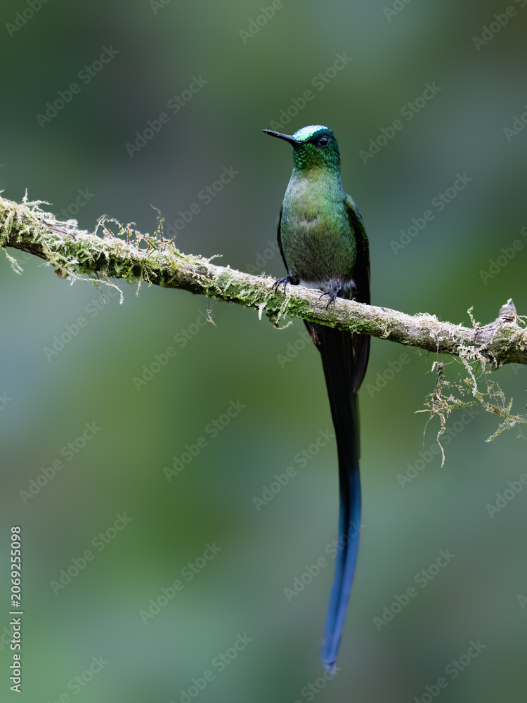 Obraz premium Male Long-tailed Sylph Hummingbird Perched on Mossy Branch