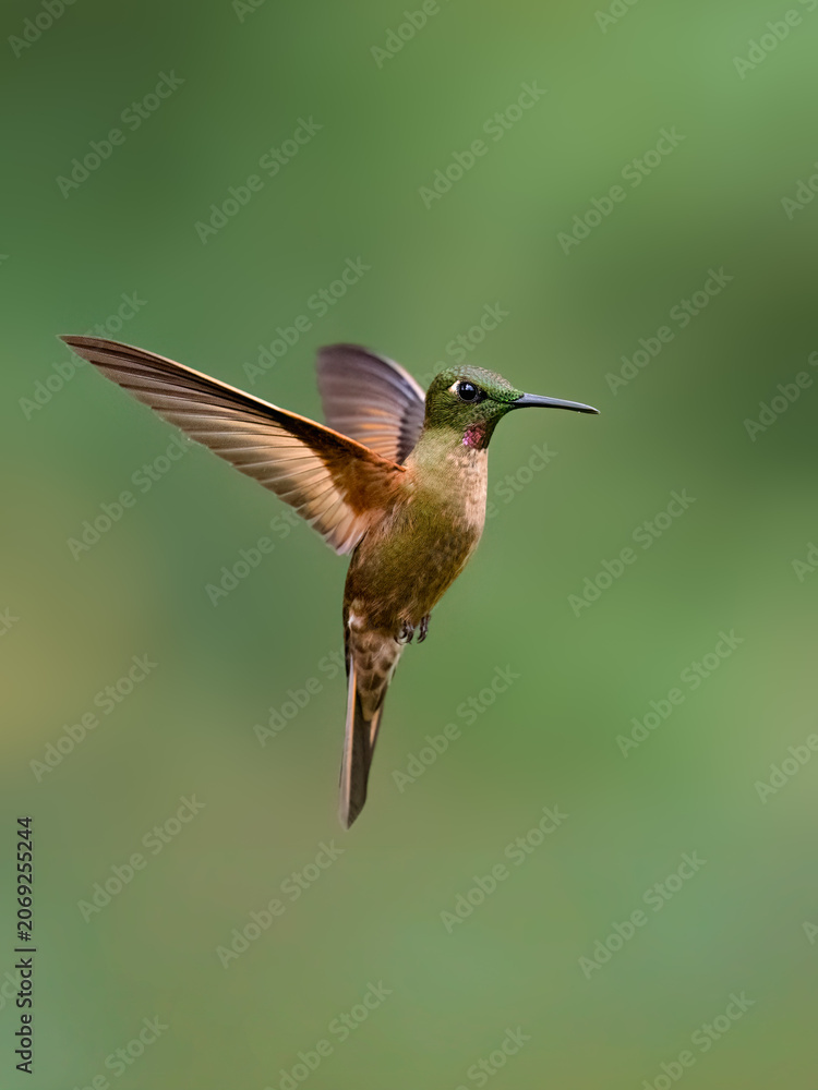 Obraz premium Fawn-breasted Brilliant Hummingbird Hovering In Flight Against Green Background