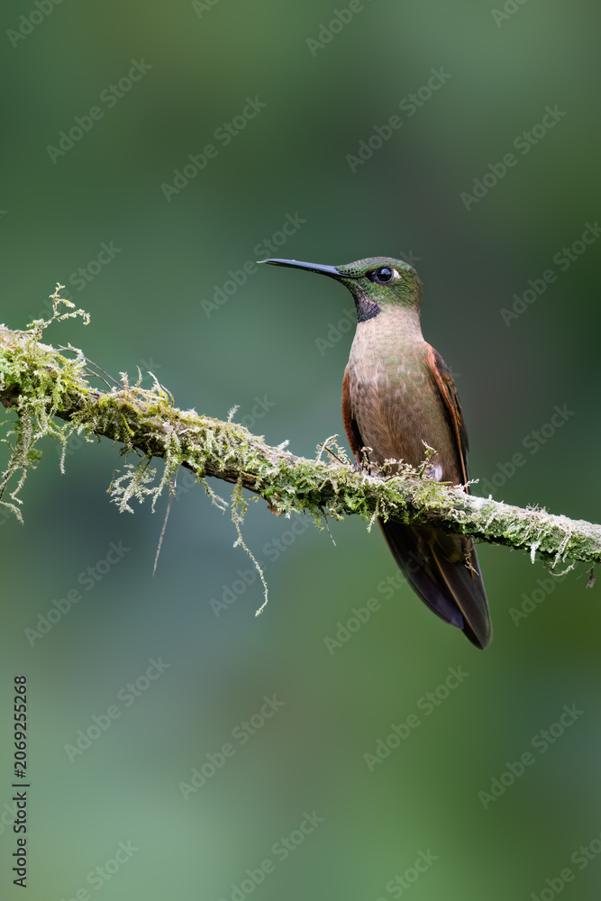 Obraz premium Fawn-breasted Brilliant Hummingbird Perched on a Mossy Forest Branch
