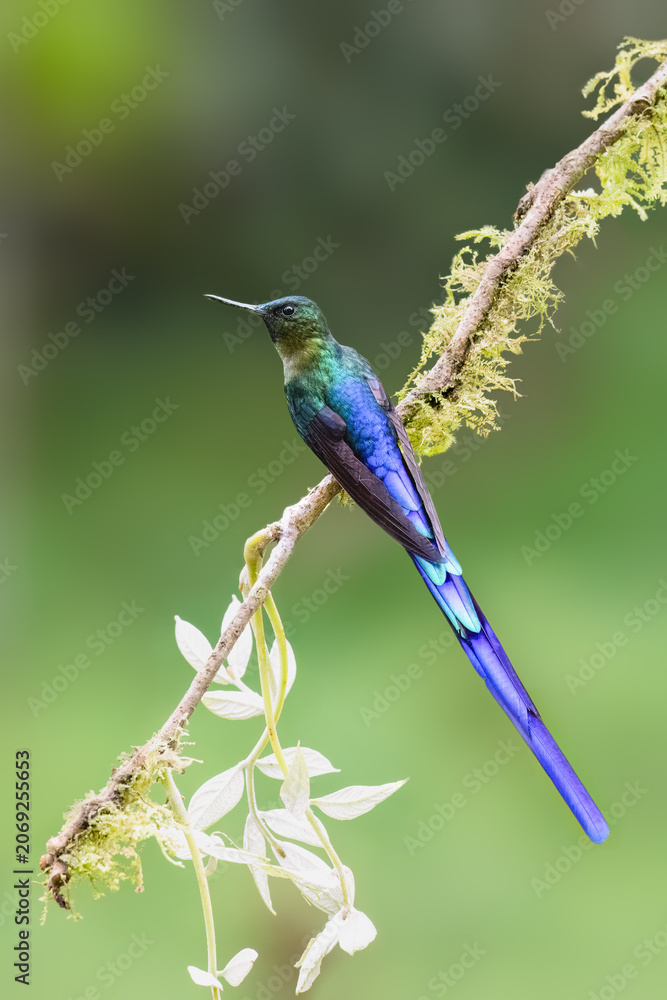 Obraz premium Male Violet-tailed Sylph Hummingbird Perched on Mossy Branch