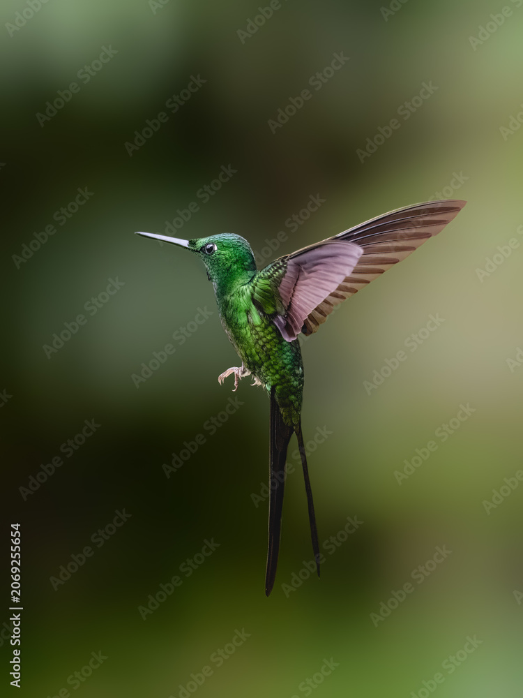 Obraz premium Empress Brilliant Hummingbird Hovering in Tropical Forest Habitat on Green Background