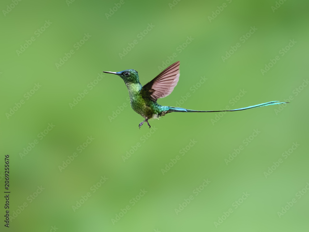 Obraz premium Male Long-tailed Sylph Hummingbird Hovering In Flight Against Green Background